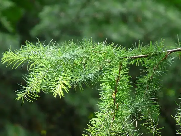 Foto de Larix kaempferi (Larix kaempferis)