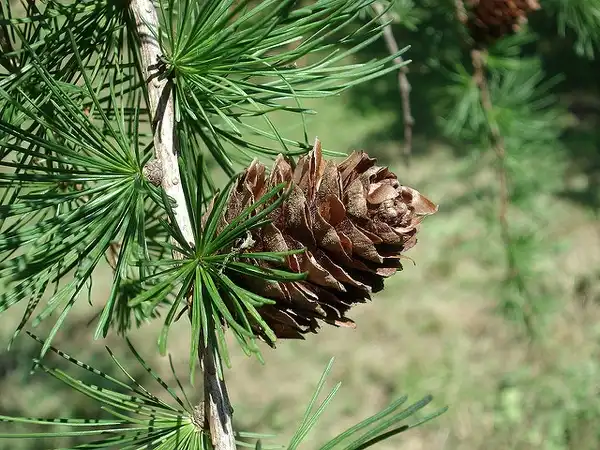 Foto de Larix kaempferi (Larix kaempferis)