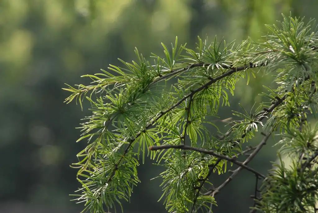 Foto de Larix kaempferi - Leaf Close-up:Jim Robbins