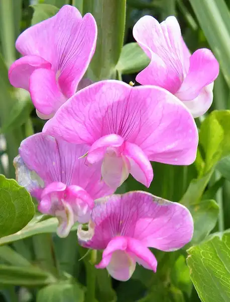 Фото Lathyrus latifolius (Lathyrus latifoliuss)