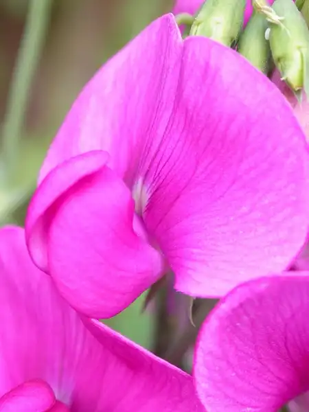 Фото Lathyrus latifolius (Lathyrus latifoliuss)