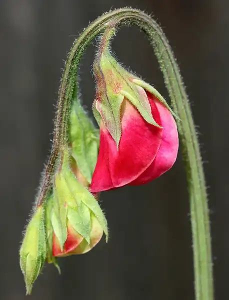 Foto de Lathyrus odoratus (Lathyrus odoratuss)