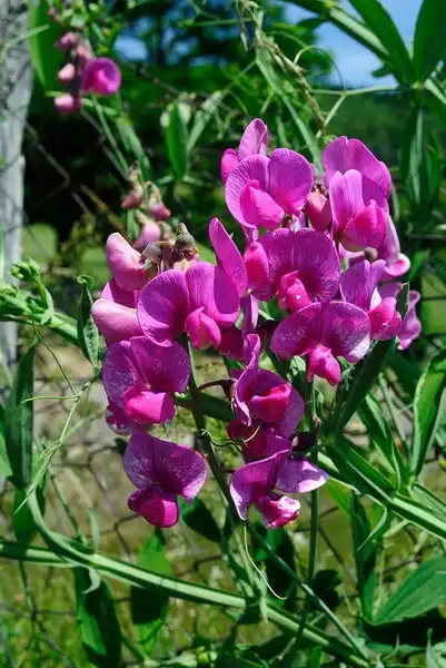 Foto de Lathyrus odoratus (Lathyrus odoratuss)