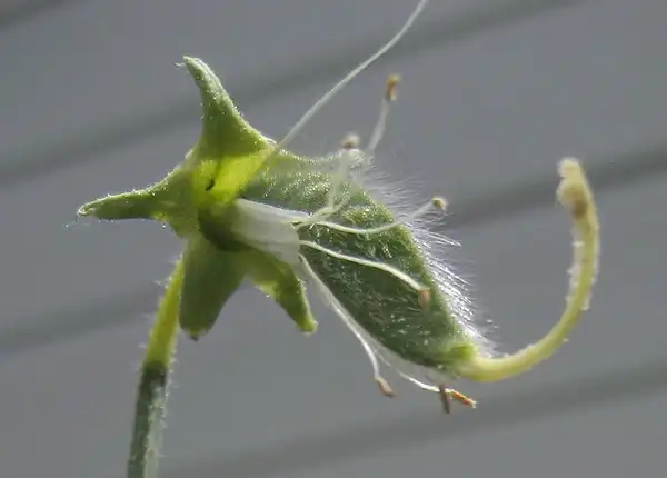 Foto de Lathyrus odoratus - Lathyrus odoratus:badthings