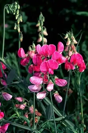 Photo of Lathyrus (Lathyruss)