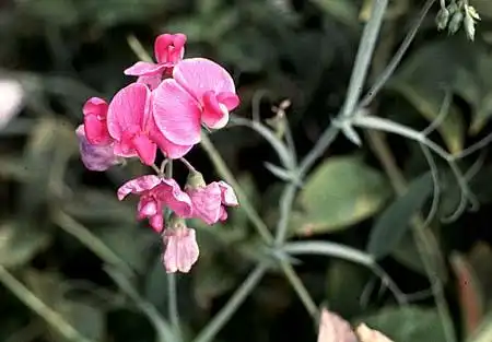Photo of Lathyrus (Lathyruss)
