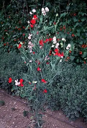Photo of Lathyrus - :