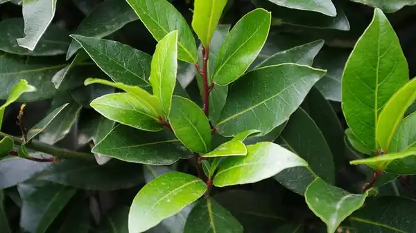 Photo of Laurus nobilis (Laurus nobiliss)