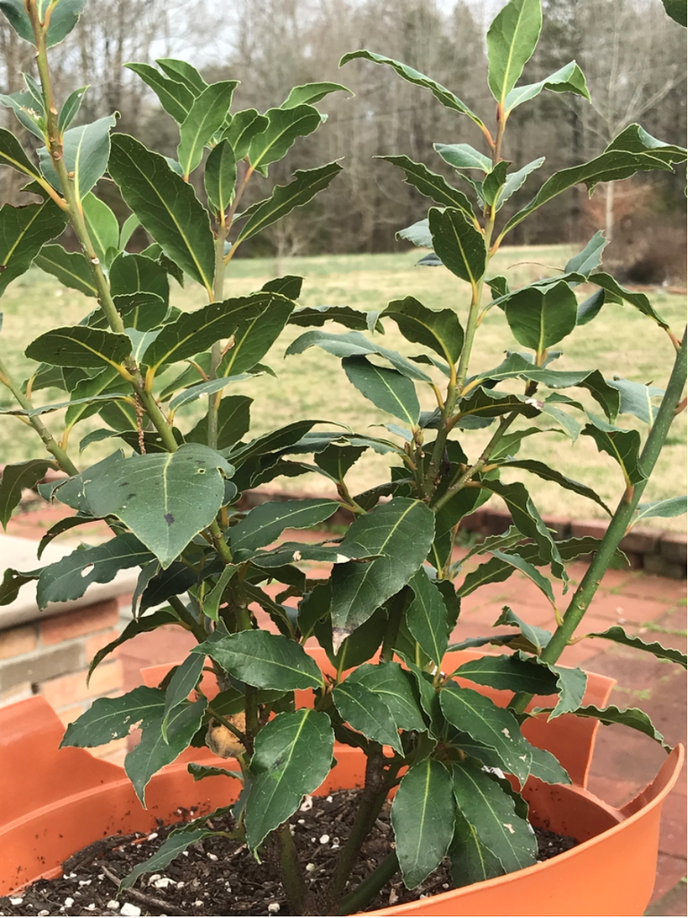 Photo of Laurus nobilis (Laurus nobiliss)