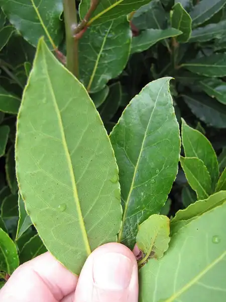 Photo of Laurus nobilis - Leaves:Forest and Kim Starr