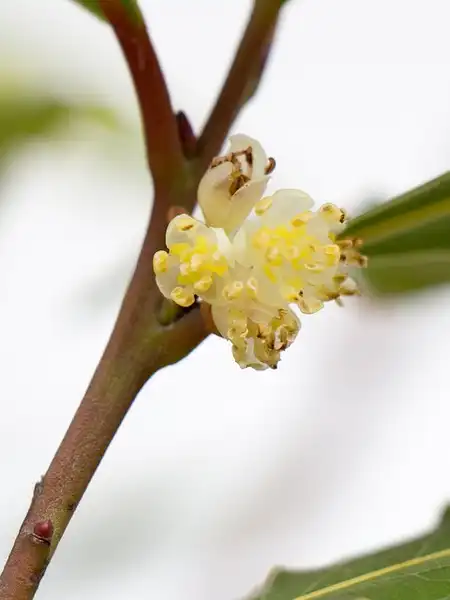 Photo of Laurus nobilis - Flowers:KevPBur
