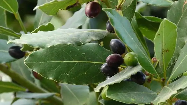 Photo of Laurus nobilis - Leaves:mpaola andreoni