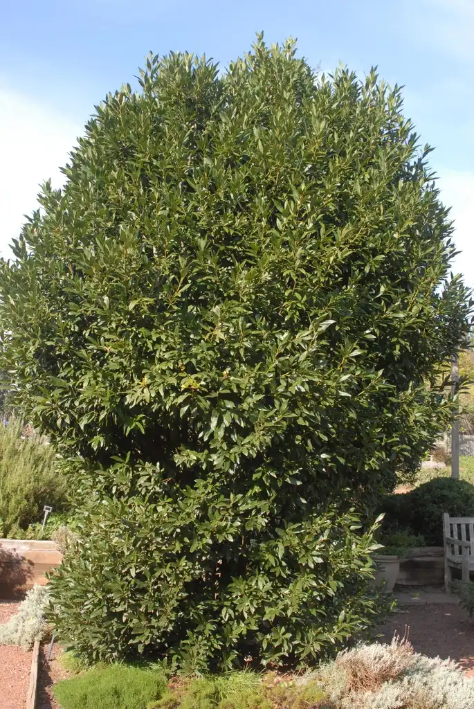 Photo of Laurus nobilis - Form:Jim Robbins