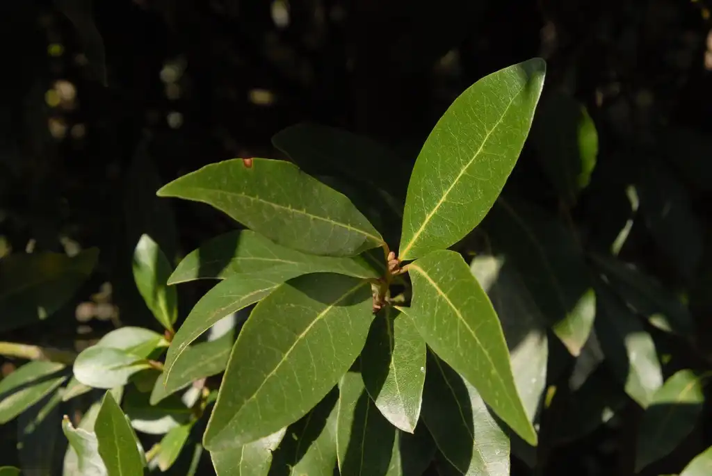 Photo of Laurus nobilis - Leaves:Jim Robbins