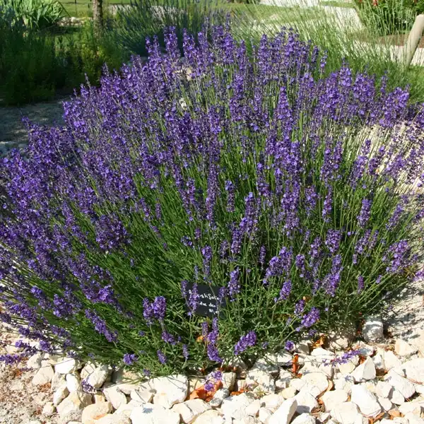 Фото Lavandula angustifolia (Lavandula angustifolias)