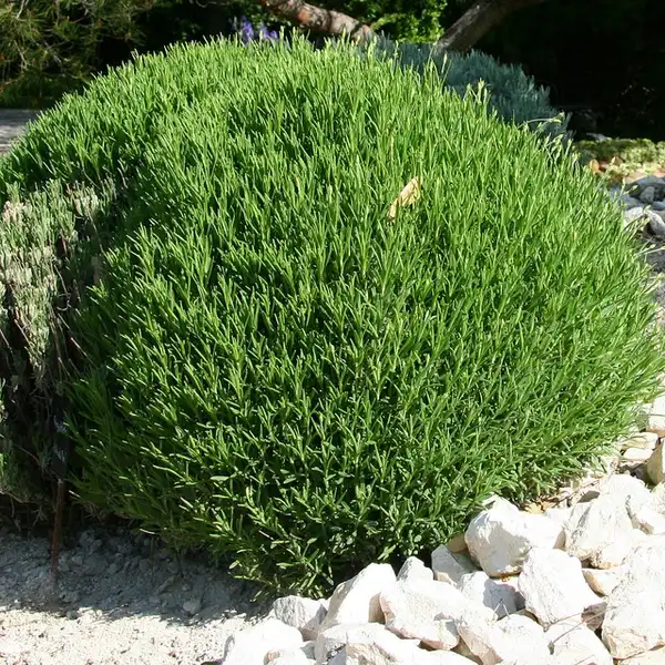 Фото Lavandula angustifolia (Lavandula angustifolias)