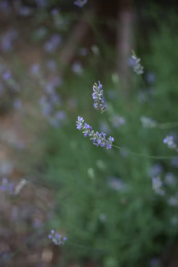 Фото Lavandula angustifolia - Buds (Cabarrus County,NC):Hope Duckworth
