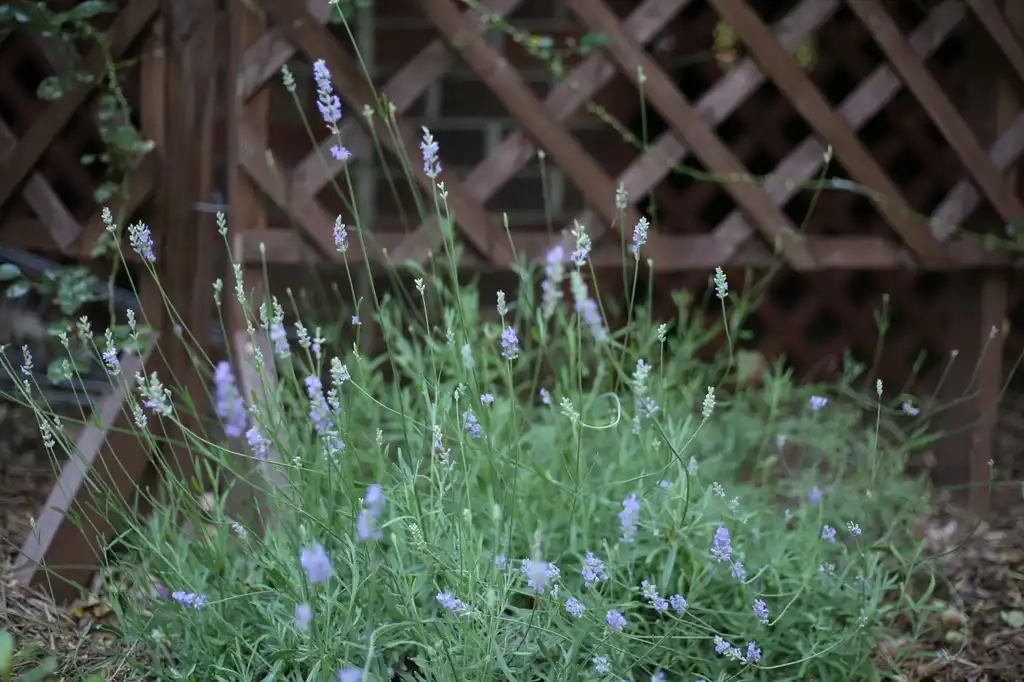 Фото Lavandula angustifolia - Whole plant (Cabarrus County,NC):Hope Duckworth