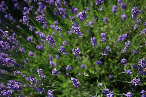 Фото Lavandula angustifolia - Flowers:Mats Hagwell