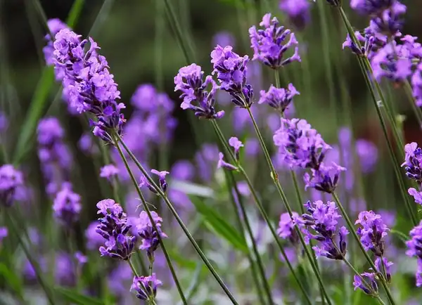 Фото Lavandula angustifolia - Flowers:Aneo