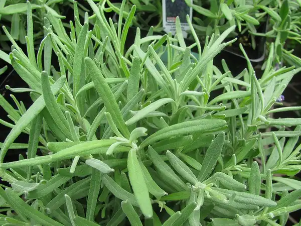 Фото Lavandula angustifolia - Leaves:Forest and Kim Starr