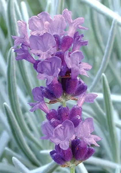 Фото Lavandula angustifolia - Close up of flower:Pressebereich Dehner Garten Center