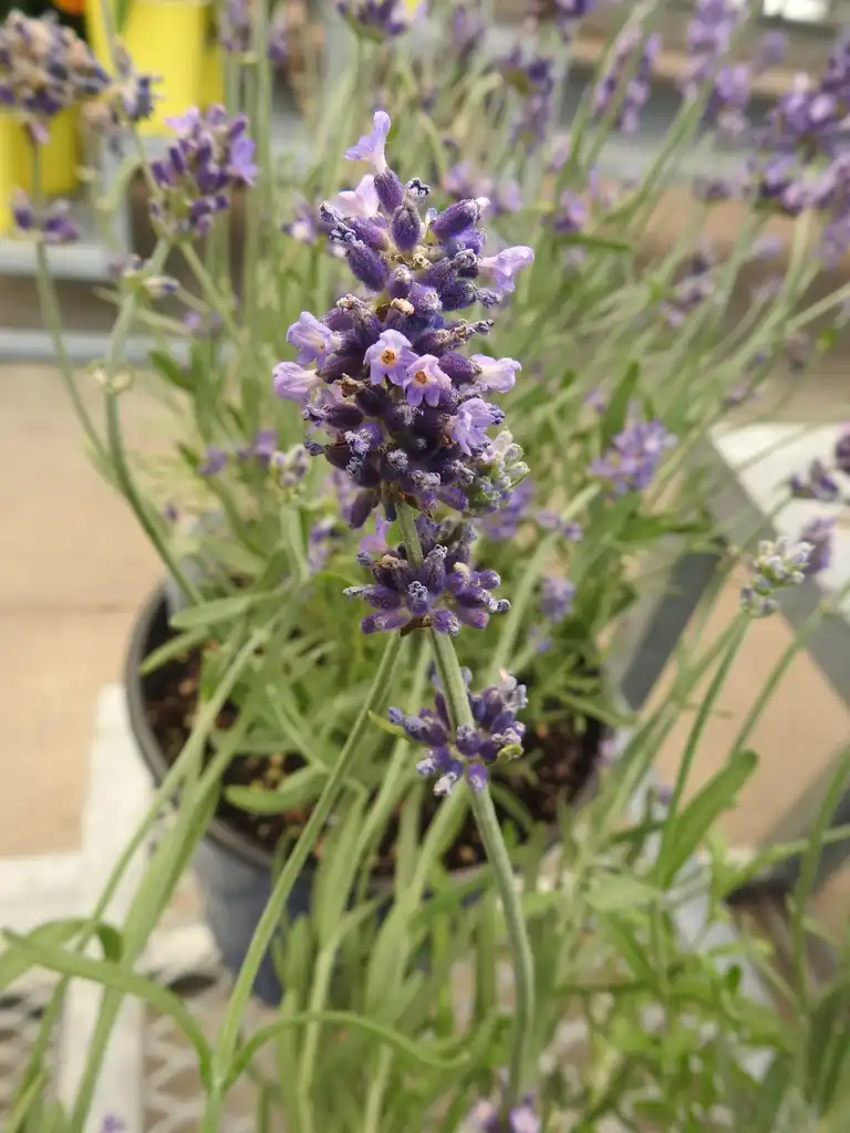 Фото Lavandula angustifolia - Close up of flowers:Kathleen Moore
