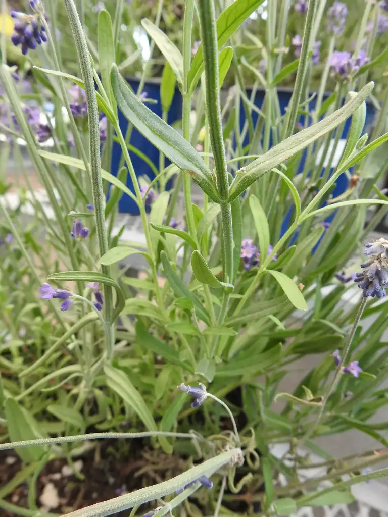 Фото Lavandula angustifolia - Opposite leaves:Kathleen Moore