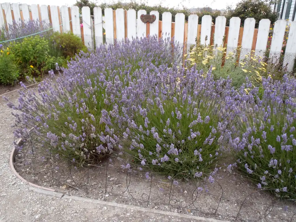 Фото Lavandula angustifolia - Flower Form:Jim Robbins
