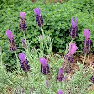 Photo of Lavandula stoechas (Lavandula stoechass)