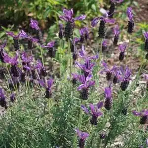 Photo of Lavandula stoechas (Lavandula stoechass)