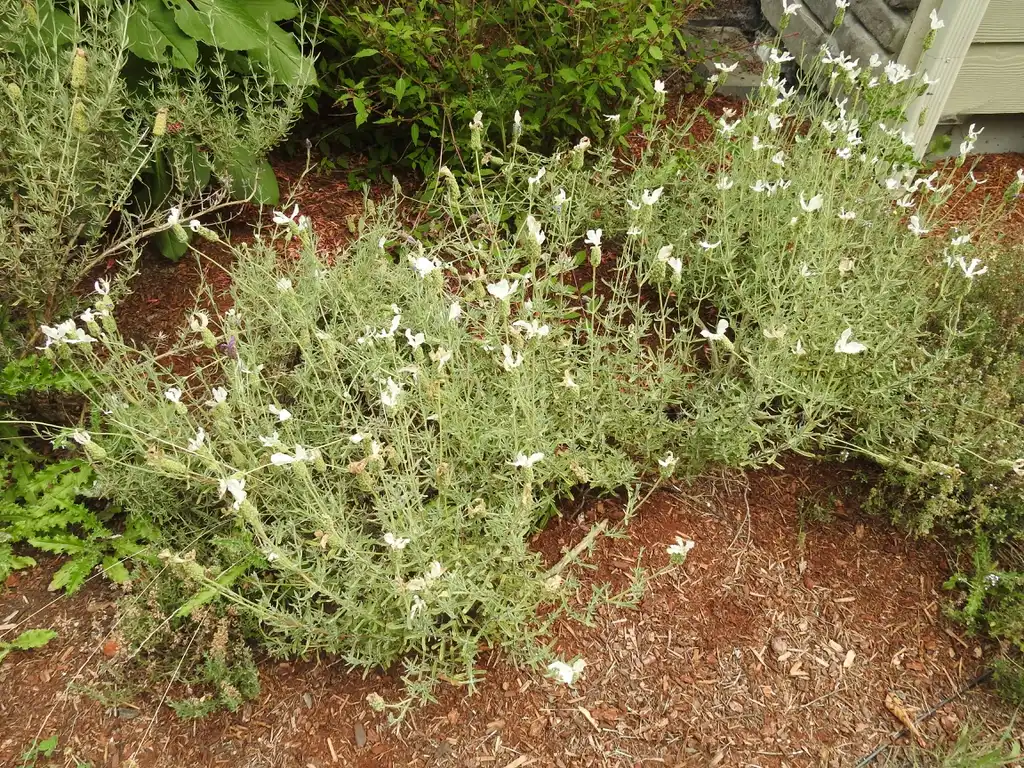 Photo of Lavandula stoechas - Lavandula stoechas 'Alba' form:Kathleen Moore