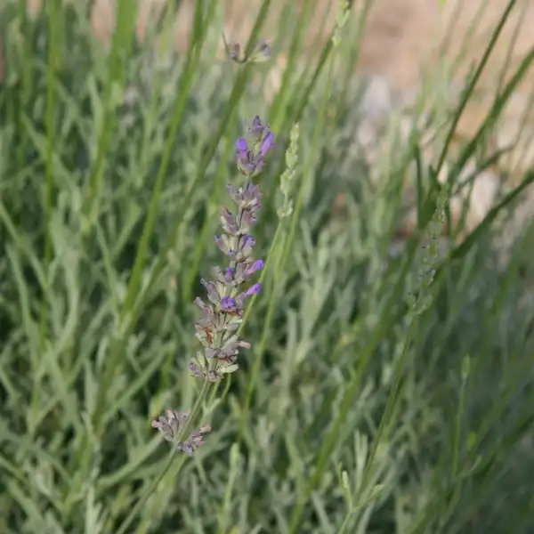 Foto de Lavandula x intermedia (Lavandula x intermedias)