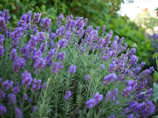 Foto de Lavandula x intermedia (Lavandula x intermedias)