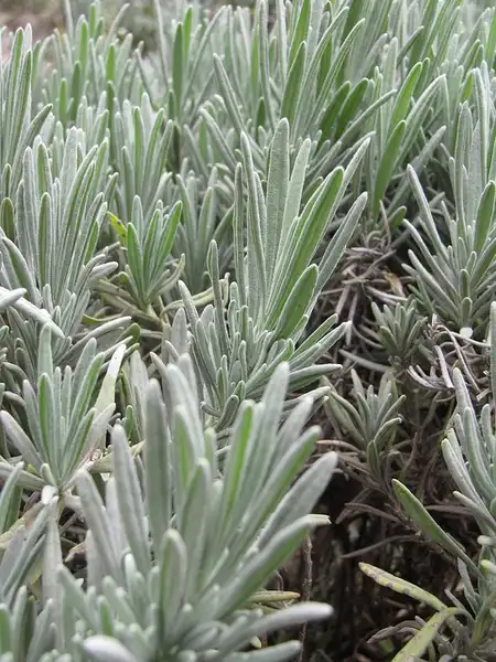 Foto de Lavandula x intermedia - Lavandula x intermedia:Forest and Kim Starr