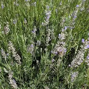 Foto de Lavandula x intermedia - Lavandula x intermedia 'Grosso':Debbie Roos