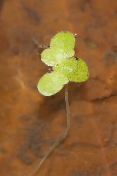 Foto de Lemna minor (Lemna minors)