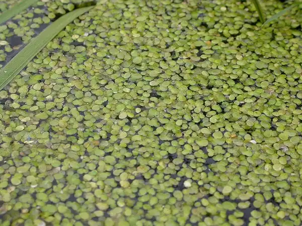 Foto de Lemna minor (Lemna minors)