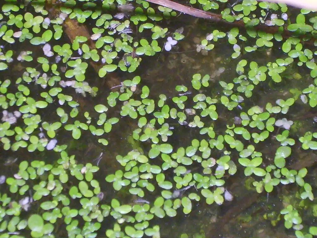 Photo of Lemna perpusilla (Lemna perpusillas)
