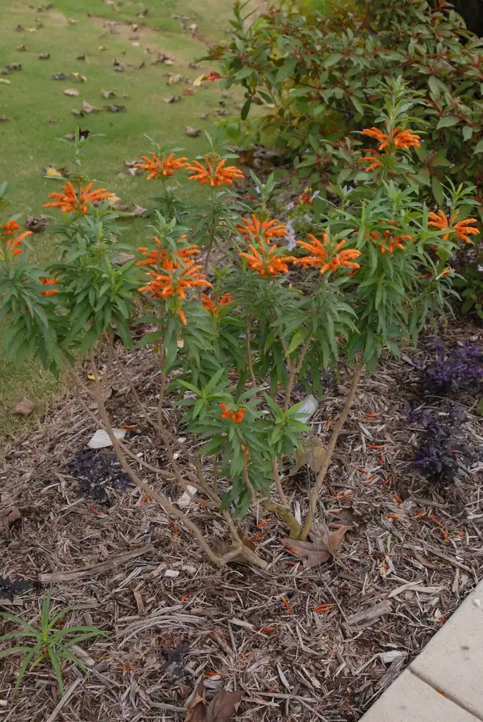 Photo of Leonotis leonurus (Leonotis leonuruss)