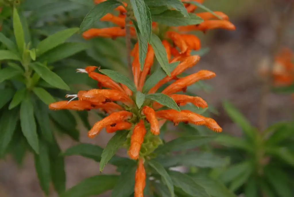 Photo of Leonotis leonurus (Leonotis leonuruss)