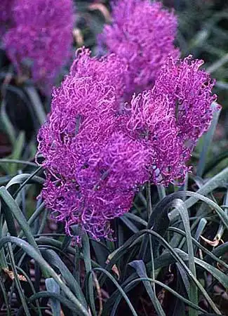 Photo of Leopoldia comosa 'Plumosum' (Leopoldia comosa 'Plumosum's)