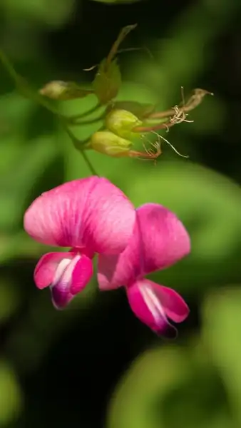 Photo of Lespedeza bicolor (Lespedeza bicolors)
