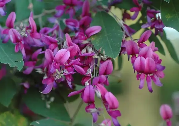 Photo of Lespedeza bicolor (Lespedeza bicolors)