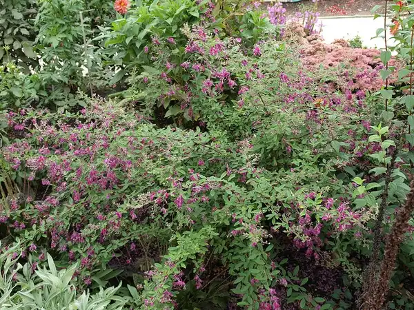 Photo of Lespedeza bicolor - Lespedeza bicolor:F. D. Richards