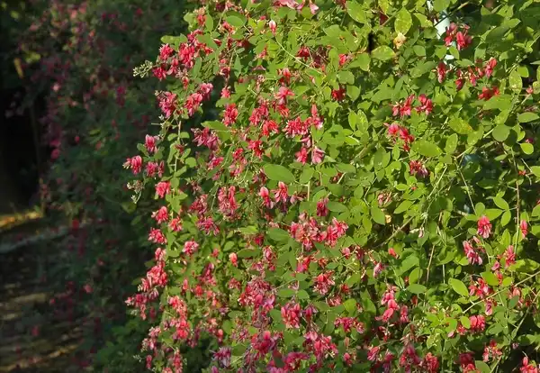 Photo of Lespedeza bicolor - Lespedeza bicolor:Autan