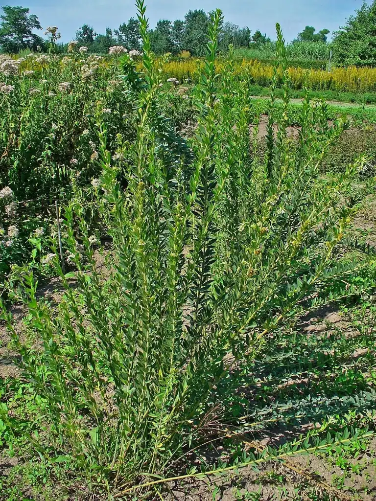 Photo of Lespedeza capitata (Lespedeza capitatas)