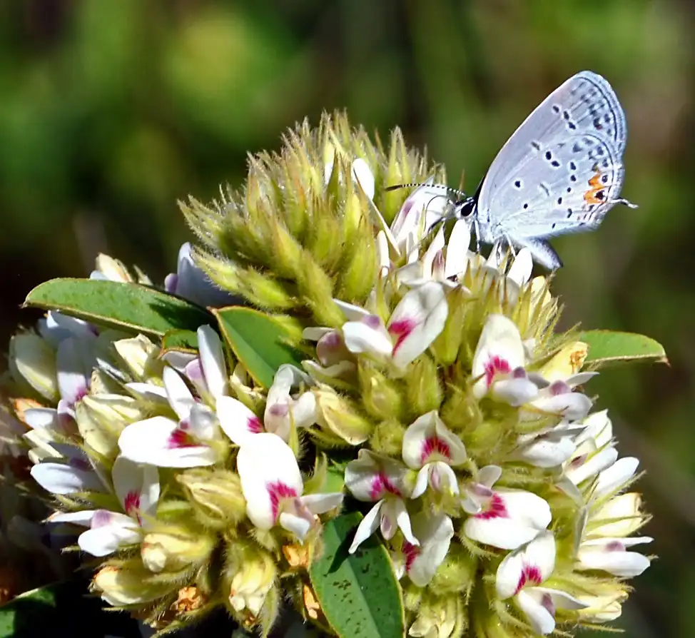 Photo of Lespedeza capitata (Lespedeza capitatas)