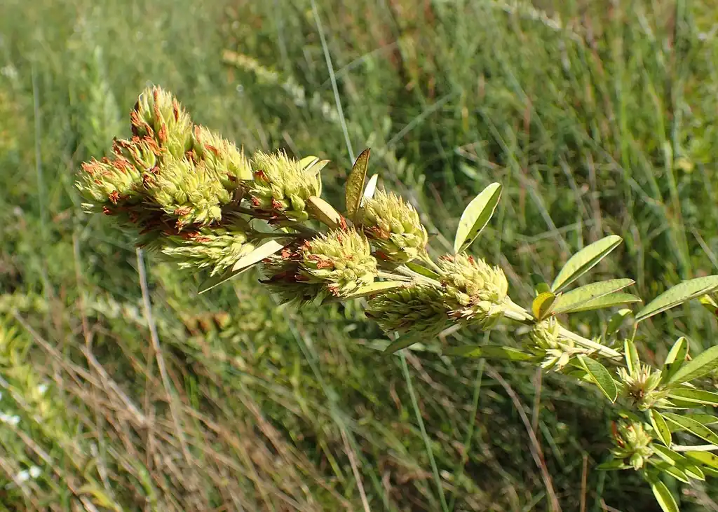 Photo of Lespedeza capitata - Fruit:Krzysztof Ziarnek, Kenraiz
