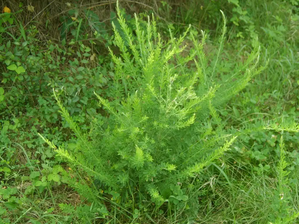 Foto de Lespedeza cuneata (Lespedeza cuneatas)